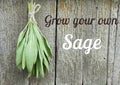 Sage tuft hanging under the roof and drying on the background of old textured wooden wall Royalty Free Stock Photo