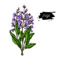 Sage vector drawing bunch. Isolated plant with flower and leaves. Herbal