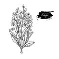 Sage vector drawing bunch. Isolated plant with flower and leaves