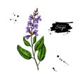 Sage vector drawing. Isolated plant with flower and leaves. Herbal