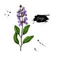 Sage vector drawing. Isolated plant with flower and leaves. Herbal