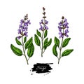 Sage vector drawing set. Isolated plant with flower and leaves. Herbal