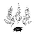 Sage vector drawing set. Isolated plant with flower and leaves.