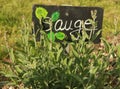 Sage in a vegetable garden with a small slate Royalty Free Stock Photo