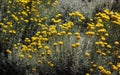 Sagebrush blooming in the garden Royalty Free Stock Photo