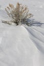 Sagebrush emerging from wind sculpted snow Royalty Free Stock Photo