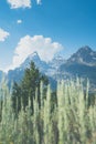 Sagebrush in foreground of the Teton Range mountains in Grand Teton National Park Wyoming