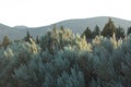 Sagebrush and Juniper near Powell Buttes Royalty Free Stock Photo