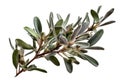 Sagebrush Leaves: Small, narrow leaves with a muted green color that can add a sense of the desert and a wild, free spirit.