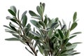 Sagebrush Leaves: Small, narrow leaves with a muted green color that can add a sense of the desert and a wild, free spirit.