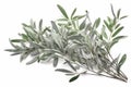 Sagebrush Leaves: Small, narrow leaves with a muted green color that can add a sense of the desert and a wild, free spirit.