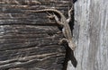 Sagebrush lizard clings upside down Royalty Free Stock Photo