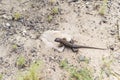 Sagebrush Lizard Royalty Free Stock Photo