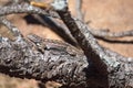 Sagebrush lizard, Sceloporus graciosus, on a branch in the forest. Royalty Free Stock Photo