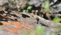 Sagebrush Lizard Sunning on Rock Royalty Free Stock Photo
