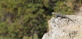 Sagebrush Lizard (Sceloporus graciosus) Royalty Free Stock Photo