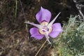 Sagebrush Mariposa Lily (Calochortus macrocarpus var. macrocarpus) in Eastern Washington