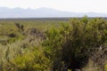 Sagebrush in the Oregon Desert Royalty Free Stock Photo