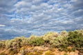 Sagebrush and other plants Royalty Free Stock Photo