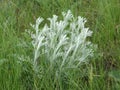 Sagebrush steppe