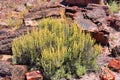 Sagebrush surrounded by petrified logs