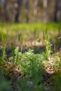 Sagebrush or tarragon, santonica absinthe growing in forest. Mugwort or wormwood young green leaves, soft focused shot