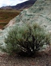 Sagebrush in unique geology