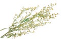 Sagebrush on white background Royalty Free Stock Photo