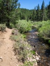 Sagehen Creek Trail Royalty Free Stock Photo