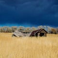 Sagging homestead ruins in the sun beneath storm clouds