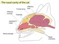 Sagittal section of a cat head. Anatomy of cats. For Basic Medical Education Also, veterinary medicine.