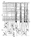 Sagittal Section Through Cerebellar Folium, vintage illustration