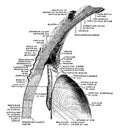 Sagittal Section Through the Eye, vintage illustration