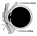 Sagittal Section of the Eye, vintage illustration