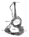 Sagittal Section of Innominate Bone, vintage illustration