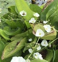 Sagittaria lancifolia or Duck potato plant. Royalty Free Stock Photo