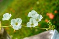 Sagittaria lancifolia