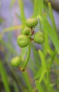 Sagittaria latifolia is a plant found in shallow wetlands
