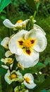 Sagittaria Montevidensis Flower image Royalty Free Stock Photo