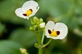 Sagittaria trifolia subsp Royalty Free Stock Photo