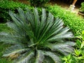 Sago cycad or cycas cairnsiana plant