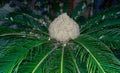 Sago cycad, Japanese sago palm (Cycas revoluta), flowering plant on the island of Gozo, Malta Royalty Free Stock Photo