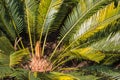 Sago cycad leaves and rosette Royalty Free Stock Photo