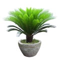 Sago cycad tree Royalty Free Stock Photo