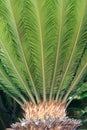 Sago cycas Royalty Free Stock Photo