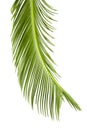 Sago cycas leaf Royalty Free Stock Photo