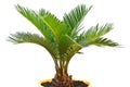 Sago palm Royalty Free Stock Photo