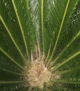 Sago Palm Asian Cycad Scale Insects Royalty Free Stock Photo