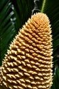 Sago Palm bloom with foliage - Cycas Revoluta