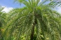 Sago palm, botanical name Cycas revoluta Royalty Free Stock Photo